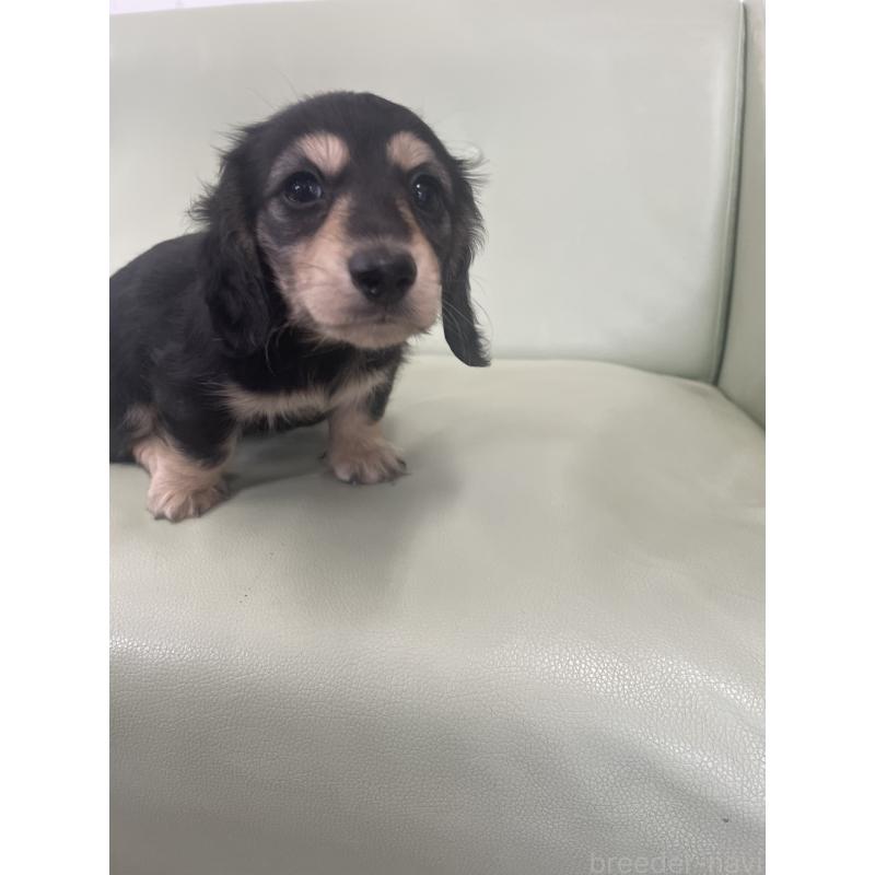 成約済の福岡県のカニンヘンダックスフンド(ロングヘアード)-426426の3枚目