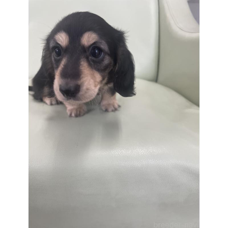 成約済の福岡県のカニンヘンダックスフンド(ロングヘアード)-426426の2枚目