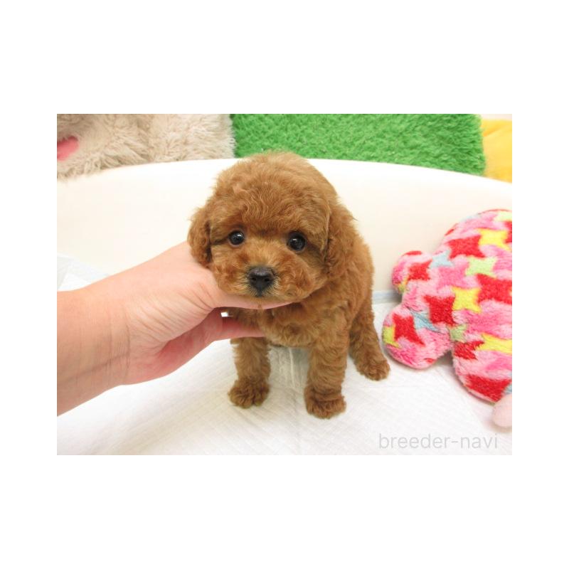 販売中の大阪府のトイプードル-429204