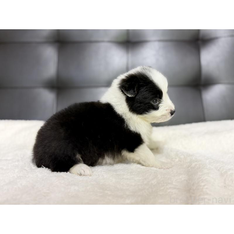 成約済の愛知県のボーダーコリー-428470の4枚目