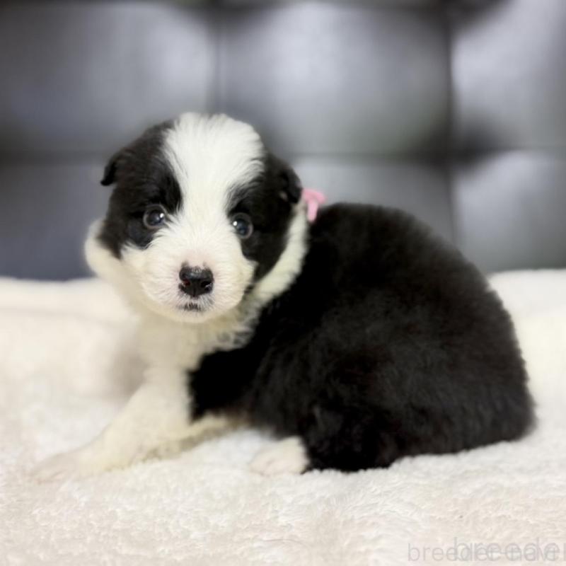 成約済の愛知県のボーダーコリー-428470の1枚目