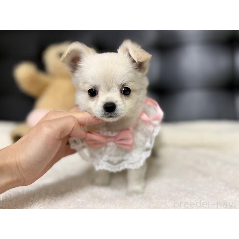 成約済の愛知県のチワワ(ロングコート)-427316の7枚目