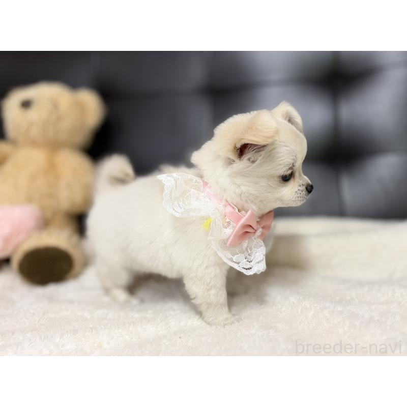 成約済の愛知県のチワワ(ロングコート)-427316の6枚目