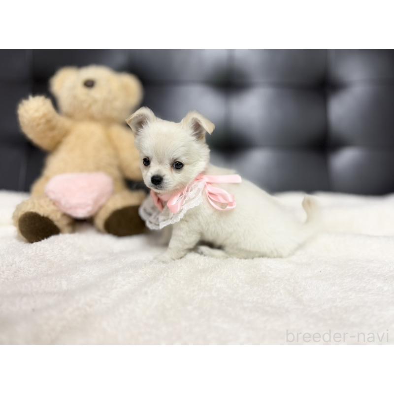 成約済の愛知県のチワワ(ロングコート)-427316の5枚目