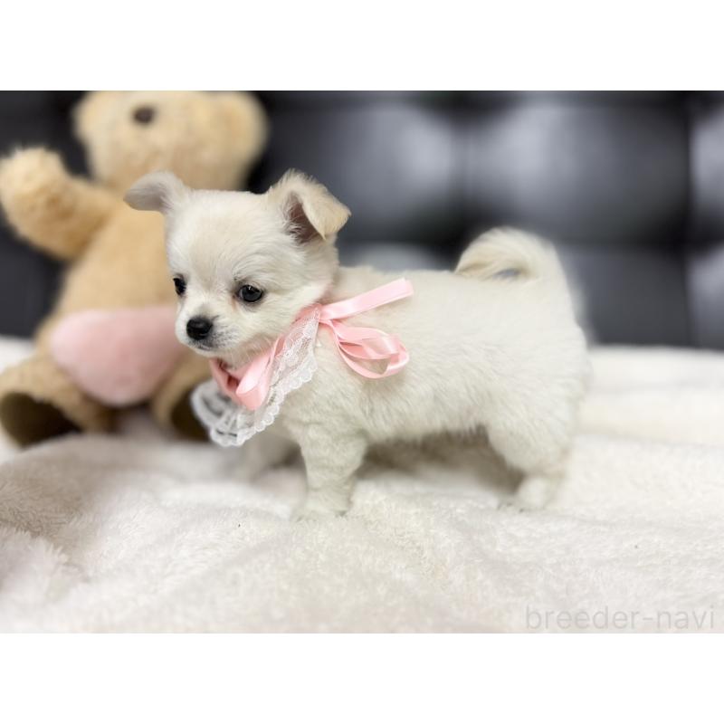 成約済の愛知県のチワワ(ロングコート)-427316の4枚目