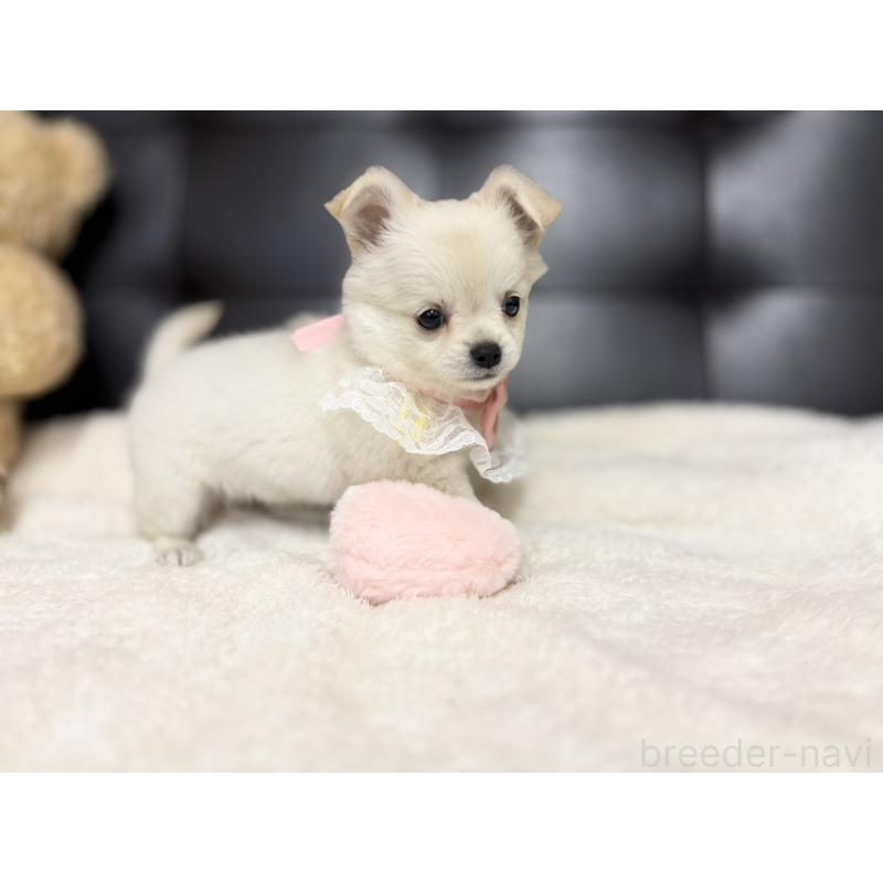 成約済の愛知県のチワワ(ロングコート)-427316の3枚目