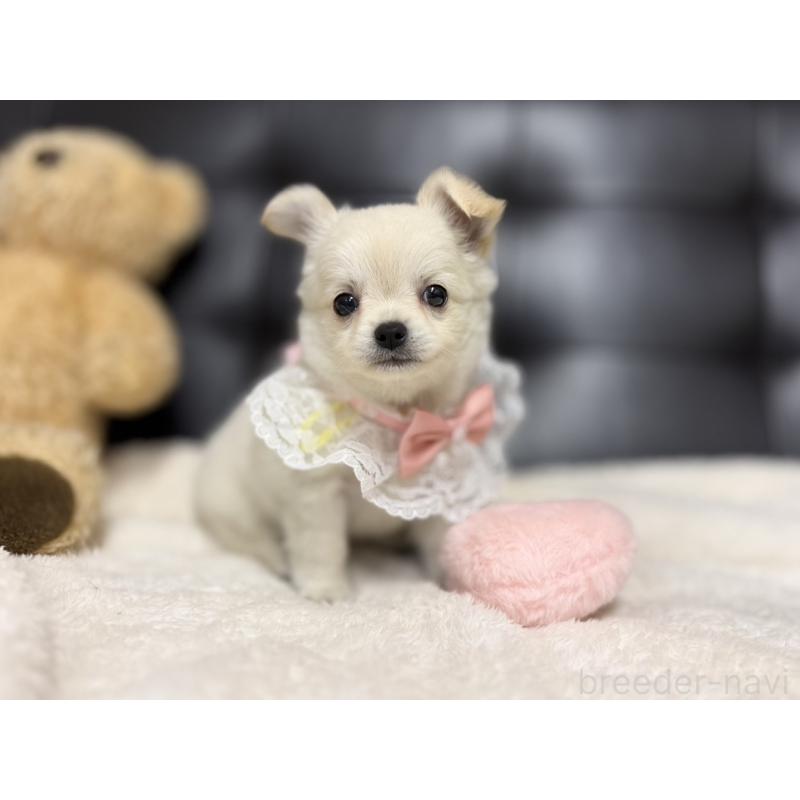 成約済の愛知県のチワワ(ロングコート)-427316の2枚目