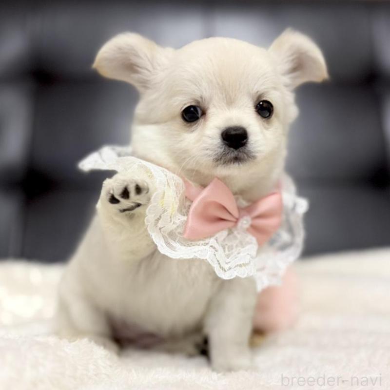 販売中の愛知県のチワワ(ロングコート)-427316