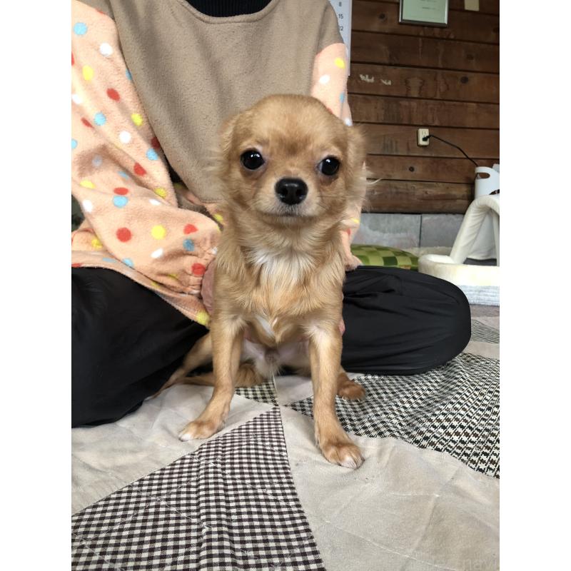 販売中の兵庫県のチワワ(ロングコート)-400426の7枚目