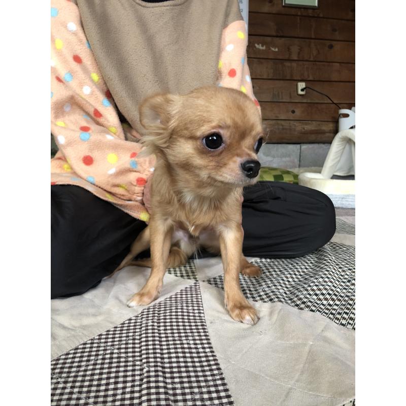 販売中の兵庫県のチワワ(ロングコート)-400426の6枚目