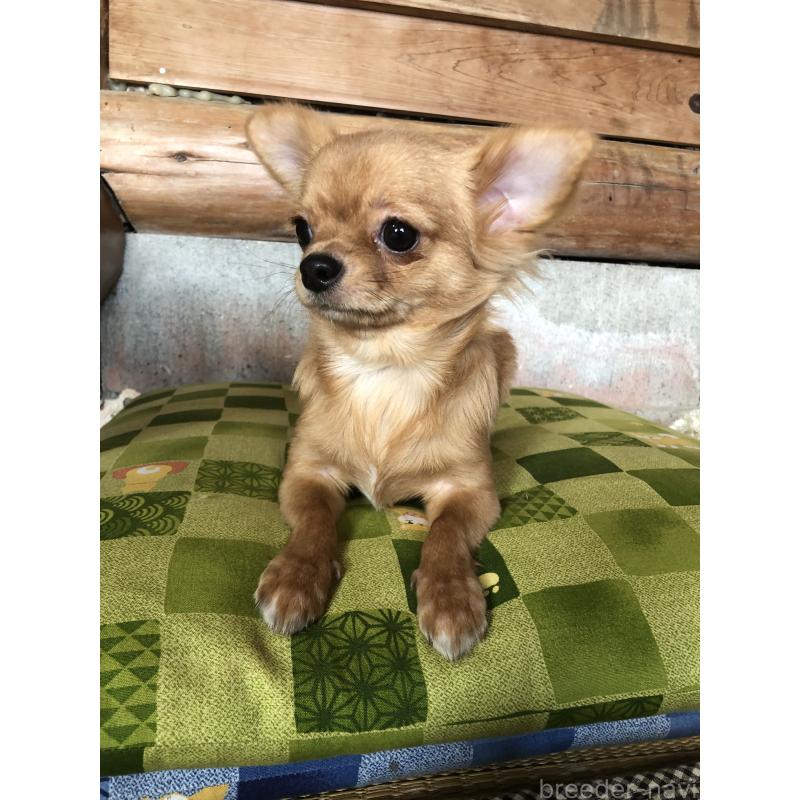 販売中の兵庫県のチワワ(ロングコート)-400426の5枚目