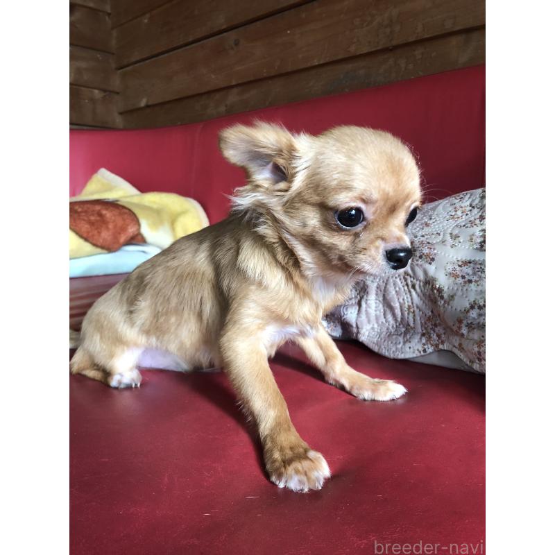 販売中の兵庫県のチワワ(ロングコート)-400426の3枚目