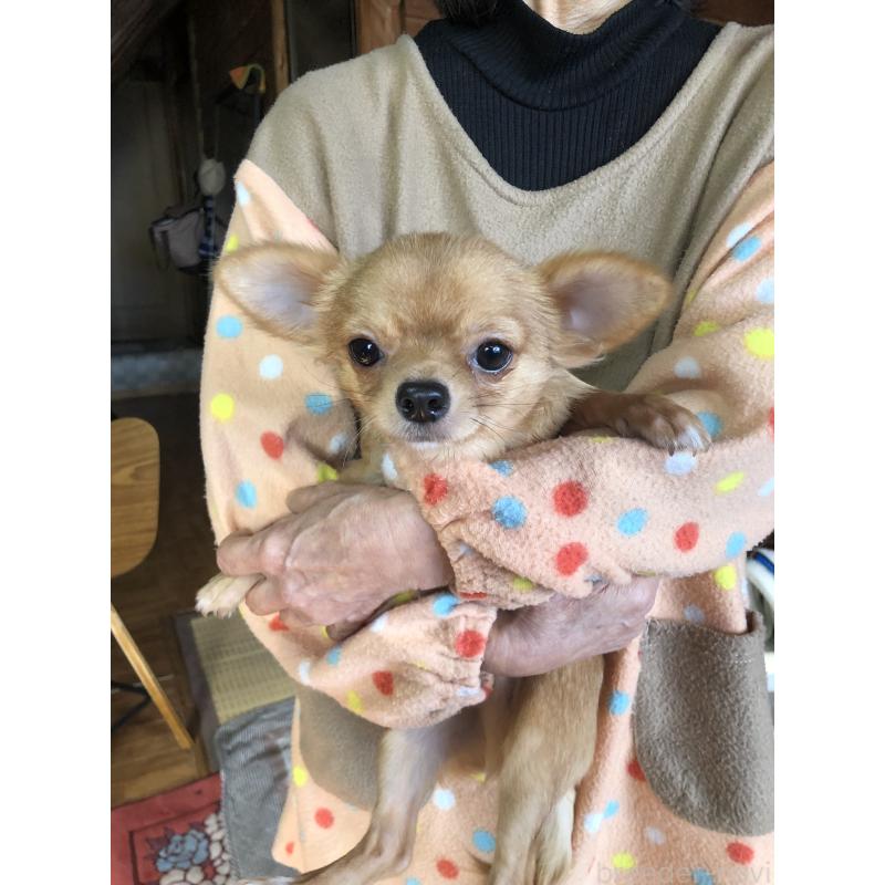 販売中の兵庫県のチワワ(ロングコート)-400426の2枚目