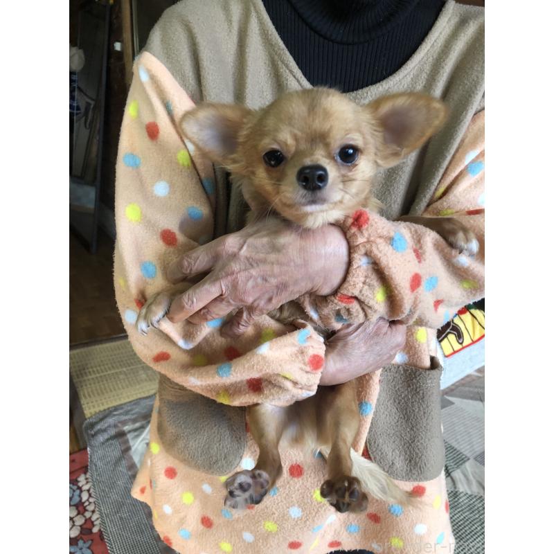 販売中の兵庫県のチワワ(ロングコート)-400426