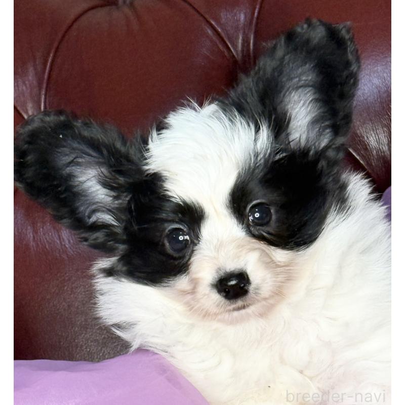 販売中の三重県のパピヨン-429205の8枚目