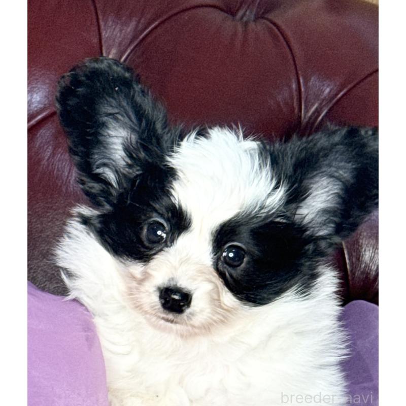 販売中の三重県のパピヨン-429205の7枚目