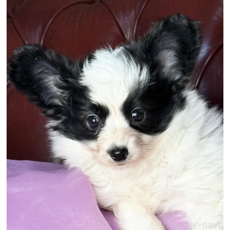 販売中の三重県のパピヨン-429205の6枚目