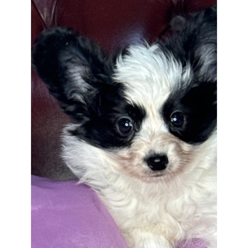 販売中の三重県のパピヨン-429205の3枚目