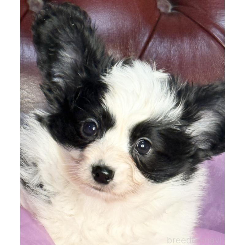 販売中の三重県のパピヨン-429205の4枚目