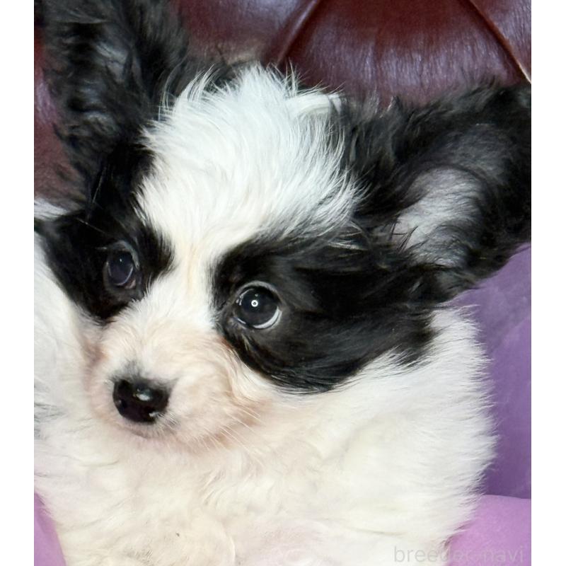 販売中の三重県のパピヨン-429205の2枚目