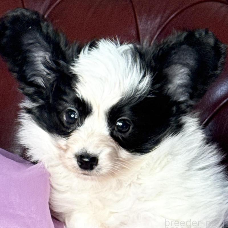 販売中の三重県のパピヨン-429205の1枚目