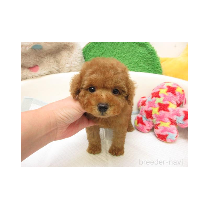 販売中の大阪府のトイプードル-429206の2枚目