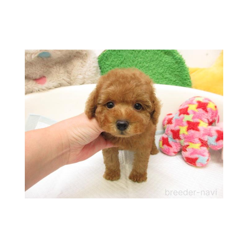 販売中の大阪府のトイプードル-429206