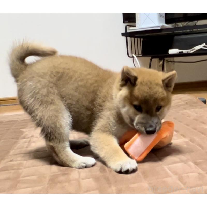 販売中の千葉県の柴犬-429210の3枚目