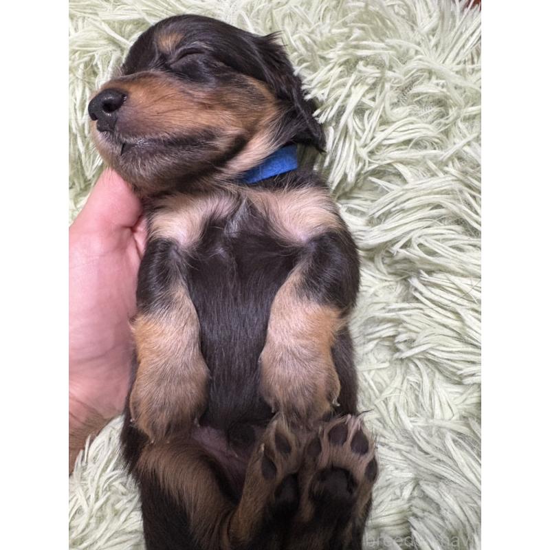 販売中の愛知県のミニチュアダックスフンド(ロングヘアード)-429280の3枚目