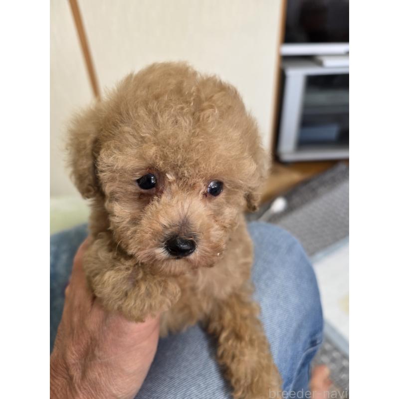 販売中の埼玉県のティーカッププードル-429211の11枚目