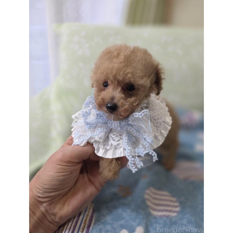 販売中の埼玉県のティーカッププードル-429211の10枚目