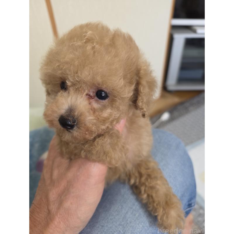 販売中の埼玉県のティーカッププードル-429211の9枚目