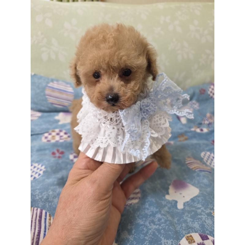 販売中の埼玉県のティーカッププードル-429211の8枚目