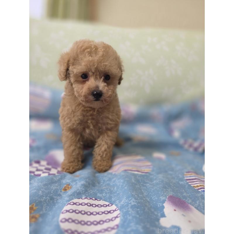 販売中の埼玉県のティーカッププードル-429211の7枚目