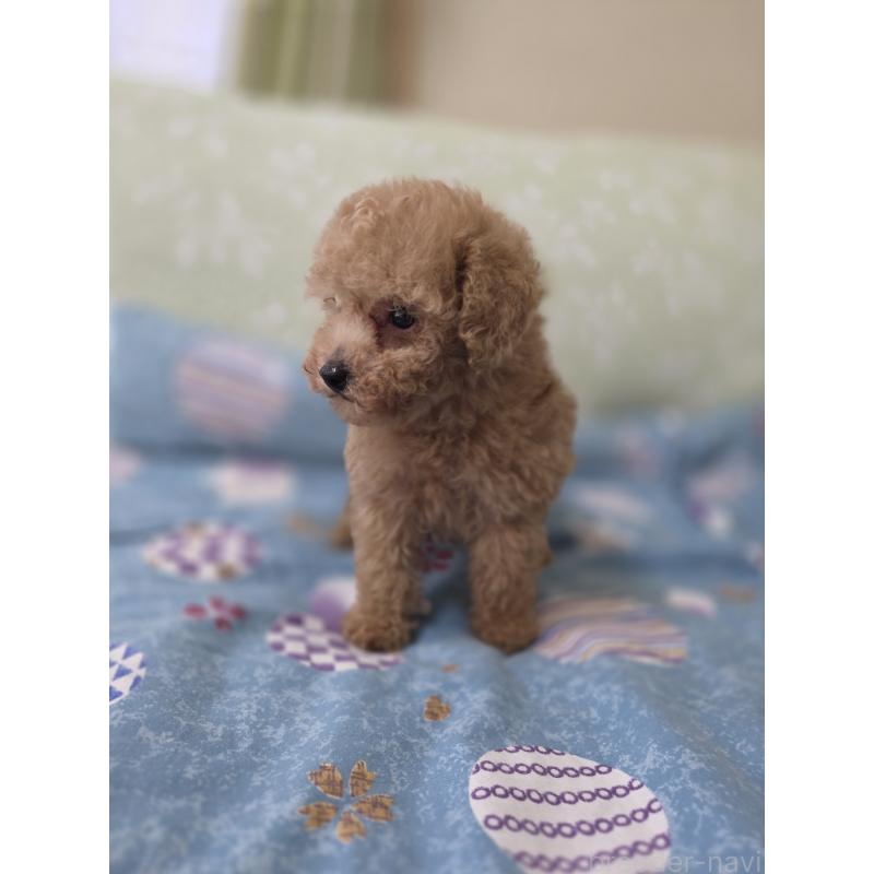 販売中の埼玉県のティーカッププードル-429211の6枚目