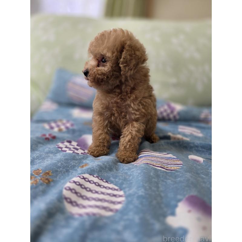 販売中の埼玉県のティーカッププードル-429211の5枚目