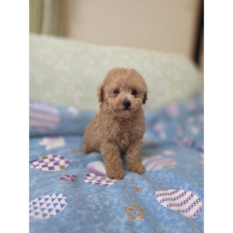 販売中の埼玉県のティーカッププードル-429211の4枚目