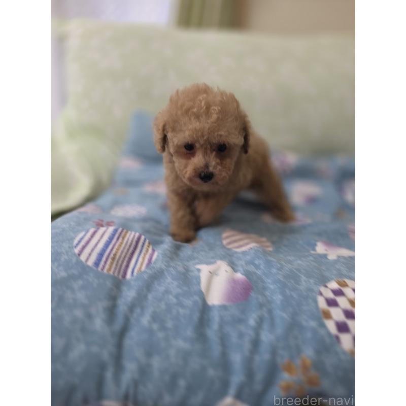 販売中の埼玉県のティーカッププードル-429211の3枚目