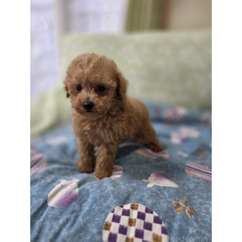 販売中の埼玉県のティーカッププードル-429211の2枚目