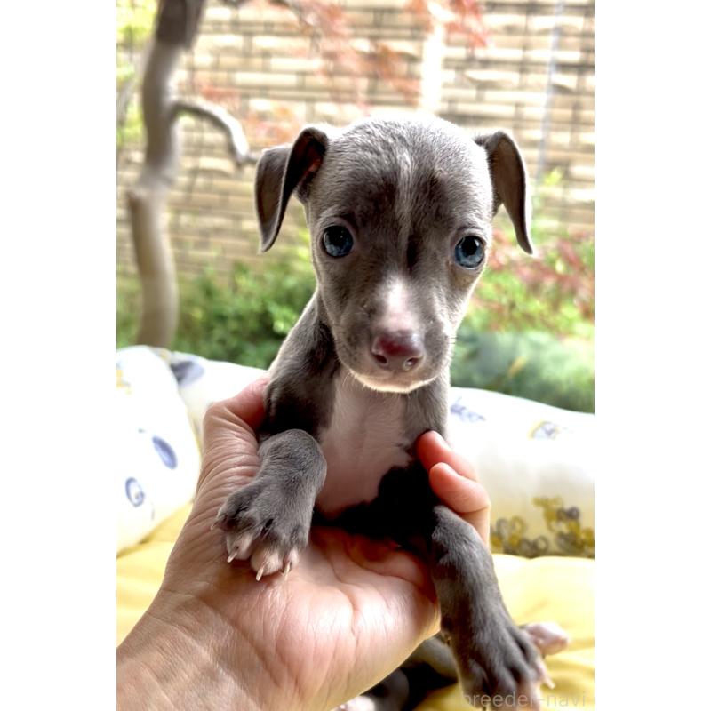 成約済の奈良県のイタリアングレーハウンド(イタグレ)-428756の5枚目