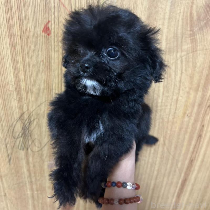 販売中の埼玉県のチワプー:チワワ×トイプードル-429212の6枚目