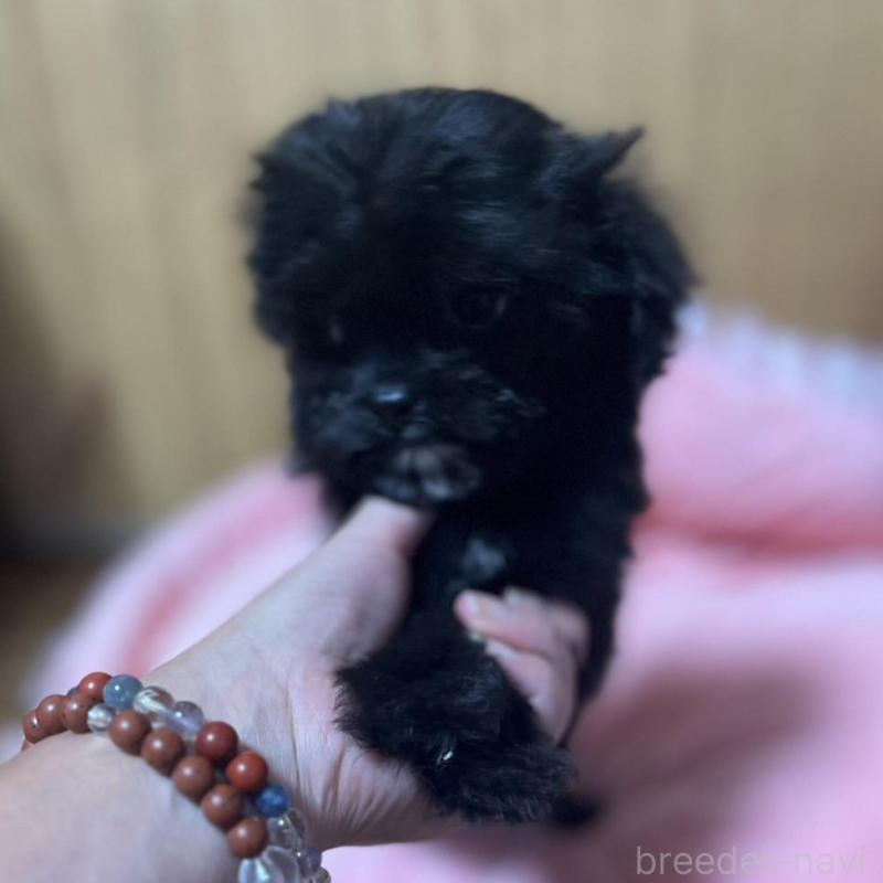 販売中の埼玉県のチワプー:チワワ×トイプードル-429212の5枚目