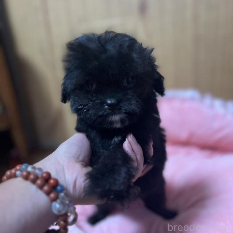 販売中の埼玉県のチワプー:チワワ×トイプードル-429212の4枚目