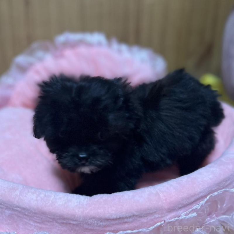 販売中の埼玉県のチワプー:チワワ×トイプードル-429212の3枚目