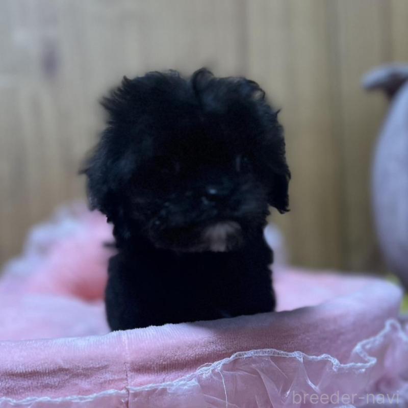 販売中の埼玉県のチワプー:チワワ×トイプードル-429212の2枚目