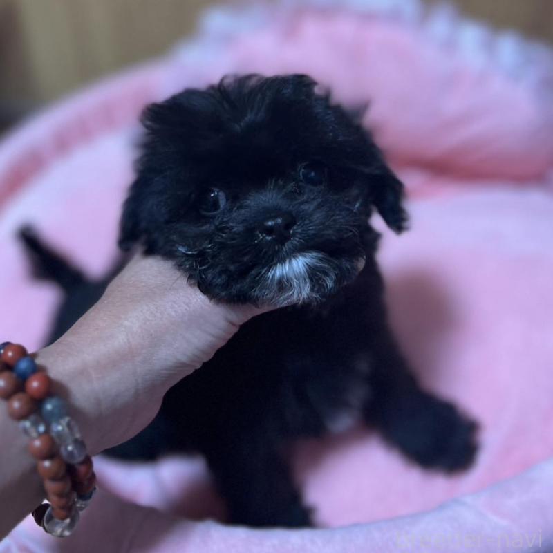 販売中の埼玉県のチワプー:チワワ×トイプードル-429212