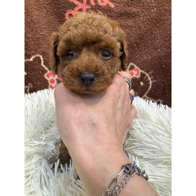 販売中の東京都のティーカッププードル-429213の5枚目