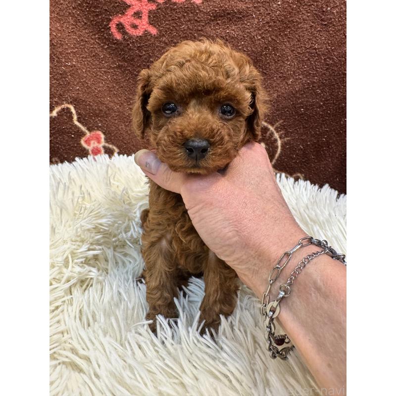 販売中の東京都のティーカッププードル-429213の4枚目