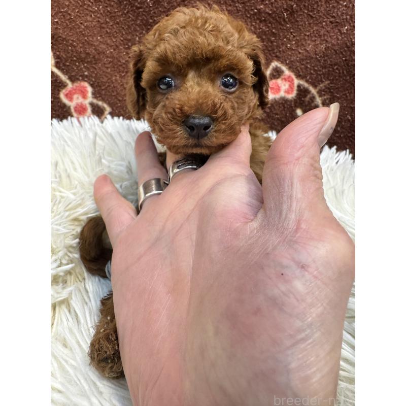 販売中の東京都のティーカッププードル-429213の3枚目