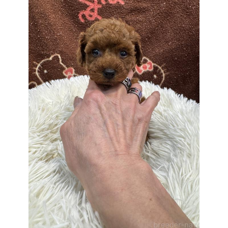 販売中の東京都のティーカッププードル-429213の2枚目